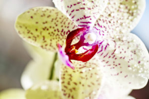 leibowitz orchids
